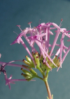 Einzelbild 4 Schmalblättrige Spornblume - Centranthus angustifolius