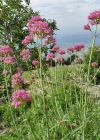 Einzelbild 5 Schmalblättrige Spornblume - Centranthus angustifolius
