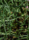 Einzelbild 6 Schmalblättrige Spornblume - Centranthus angustifolius