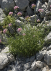 Einzelbild 7 Schmalblättrige Spornblume - Centranthus angustifolius