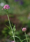 Einzelbild 8 Schmalblättrige Spornblume - Centranthus angustifolius