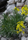 Einzelbild 1 Blassgelber Schöterich - Erysimum ochroleucum