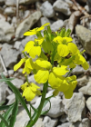 Einzelbild 4 Blassgelber Schöterich - Erysimum ochroleucum