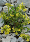 Einzelbild 7 Blassgelber Schöterich - Erysimum ochroleucum