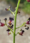 Einzelbild 3 Jura-Braunwurz - Scrophularia juratensis