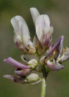 Einzelbild 5 Niederliegender Tragant - Astragalus depressus
