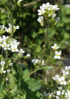 Einzelbild 7 Alpen-Gänsekresse - Arabis alpina