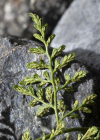 Einzelbild 2 Keilblättriger Streifenfarn - Asplenium cuneifolium