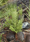 Einzelbild 4 Keilblättriger Streifenfarn - Asplenium cuneifolium
