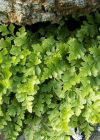 Einzelbild 7 Keilblättriger Streifenfarn - Asplenium cuneifolium
