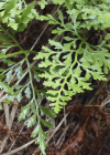 Einzelbild 8 Keilblättriger Streifenfarn - Asplenium cuneifolium