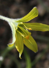 Einzelbild 5 Acker-Gelbstern - Gagea villosa