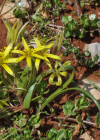 Einzelbild 7 Acker-Gelbstern - Gagea villosa