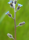 Einzelbild 2 Hügel-Vergissmeinnicht - Myosotis ramosissima