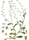 Einzelbild 3 Hügel-Vergissmeinnicht - Myosotis ramosissima