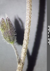 Einzelbild 4 Hügel-Vergissmeinnicht - Myosotis ramosissima