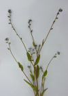 Einzelbild 5 Hügel-Vergissmeinnicht - Myosotis ramosissima