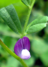 Einzelbild 2 Platterbsen-Wicke - Vicia lathyroides