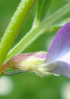 Einzelbild 4 Platterbsen-Wicke - Vicia lathyroides