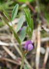 Einzelbild 7 Platterbsen-Wicke - Vicia lathyroides