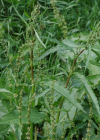 Einzelbild 5 Langblättriger Ampfer - Rumex longifolius