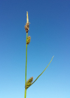 Einzelbild 1 Langgliederige Segge - Carex distans