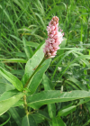 Einzelbild 2 Sumpf-Knöterich - Polygonum amphibium