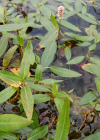 Einzelbild 3 Sumpf-Knöterich - Polygonum amphibium