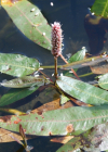 Einzelbild 5 Sumpf-Knöterich - Polygonum amphibium