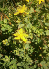 Einzelbild 2 Richers Johanniskraut - Hypericum richeri