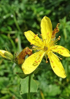 Einzelbild 6 Richers Johanniskraut - Hypericum richeri