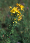 Einzelbild 7 Richers Johanniskraut - Hypericum richeri