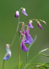 Einzelbild 5 Zierliche Frühlings-Platterbse - Lathyrus vernus subsp. gracilis