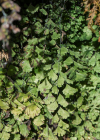Einzelbild 4 Venushaar - Adiantum capillus-veneris