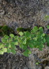Einzelbild 5 Venushaar - Adiantum capillus-veneris