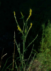 Einzelbild 3 Hoher Honigklee - Melilotus altissimus