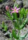 Einzelbild 2 Kleines Tausendgüldenkraut - Centaurium pulchellum