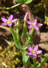 Einzelbild 4 Kleines Tausendgüldenkraut - Centaurium pulchellum