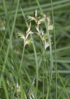 Einzelbild 2 Zittergras-Segge - Carex brizoides