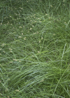 Einzelbild 3 Zittergras-Segge - Carex brizoides