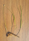 Einzelbild 4 Zittergras-Segge - Carex brizoides