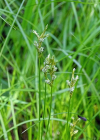 Einzelbild 5 Zittergras-Segge - Carex brizoides