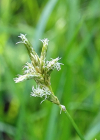 Einzelbild 7 Zittergras-Segge - Carex brizoides