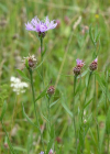 Einzelbild 2 Schmalblättrige Wiesen-Flockenblume - Centaurea jacea subsp. angustifolia