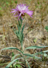 Einzelbild 4 Schmalblättrige Wiesen-Flockenblume - Centaurea jacea subsp. angustifolia