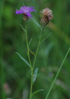 Einzelbild 6 Schmalblättrige Wiesen-Flockenblume - Centaurea jacea subsp. angustifolia