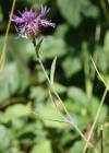 Einzelbild 8 Schmalblättrige Wiesen-Flockenblume - Centaurea jacea subsp. angustifolia