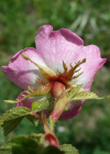 Einzelbild 8 Wein-Rose - Rosa rubiginosa