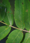 Einzelbild 8 Speierling - Sorbus domestica