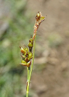 Einzelbild 7 Glanz-Segge - Carex liparocarpos